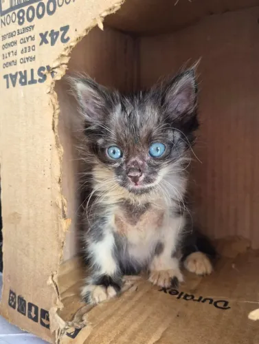 Gatinho de 45 dias, lindo e carinhoso 