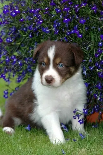 Filhotes De Border Collie - Energia Que Traz Sorrisos