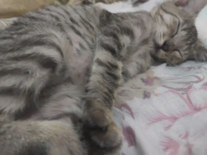 GATO MACHO RAJADO