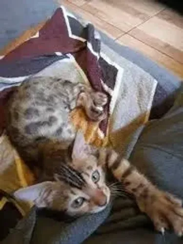 PET PARA DOAÇÃO