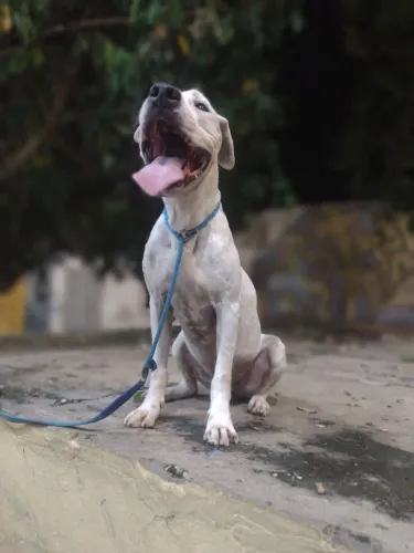 Pitbull