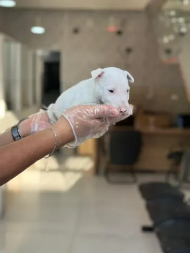 Bull Terrier ingles Filhotes com Pedigree e garantia de saude em loja fisica
