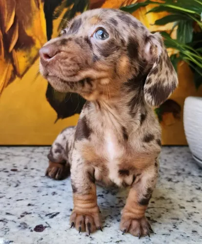 Teckel/Basset - Machos e Fêmeas a Pronta Entrega!! 