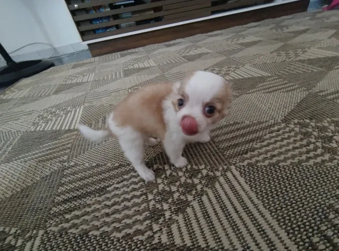 Macho pelo longo na troca de pelos chihuahua