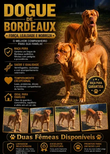 Dogue Do Bordeaux