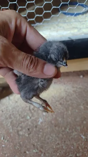 Pintinho indio gigante e brama