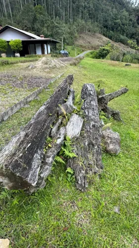 Cerne Madeira