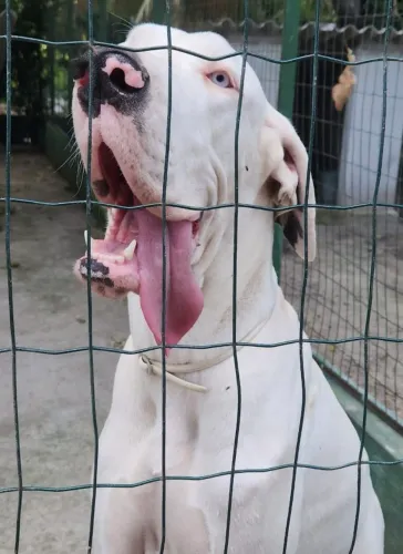 Vendo filhotes de Dog Alemão.  Pais com Pedigree. Excelente linhagem 