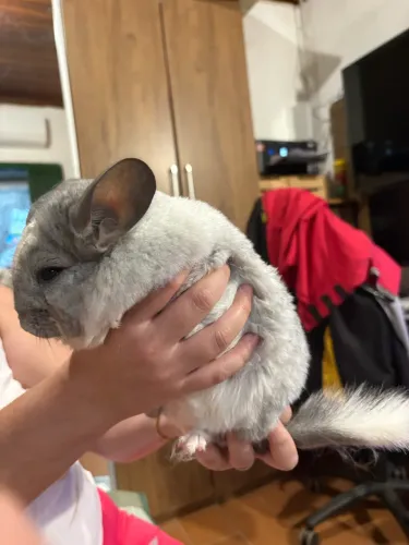 Chinchilas