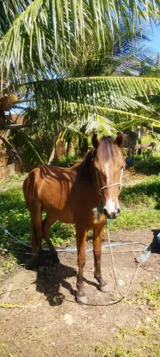 Cavalo 