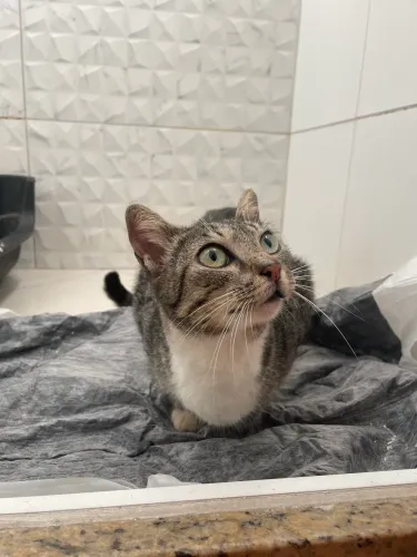 Gata castrada para adoção responsável 