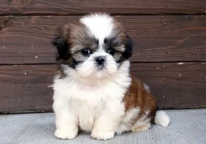 Shih Tzu Filhote Machinho
