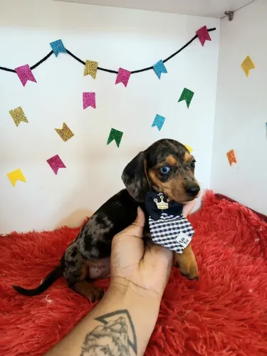 Filhotes de dachshund machos arlequim