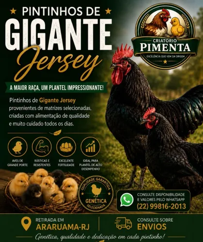 Pintinhos gigante negro de jersey