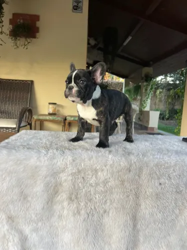 Bulldog francês 