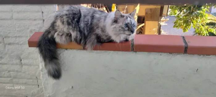 Doa-se gata fêmea castrada gata muito dócil faz as necessidades na areia come ração