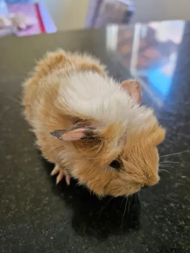Vendo Porquinho da India Peruano 