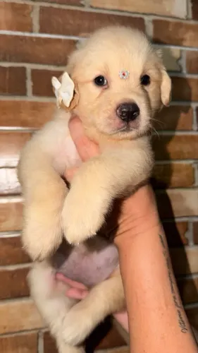 FILHOTE GOLDEN RETRIVER
