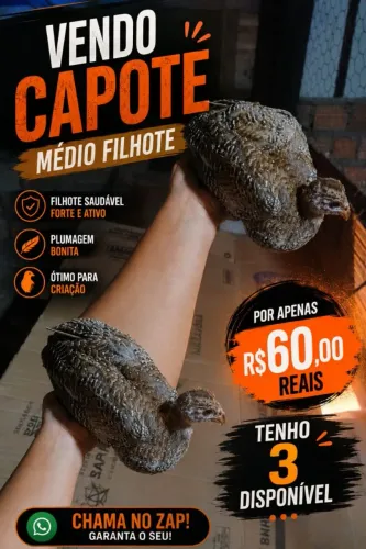 CAPOTE A VENDA ( ANGOLA)