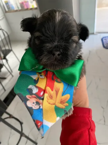 Filhote shitzu mini MACHO SOMENTE ESSE 