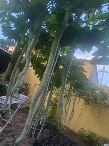 Sementes de Quiabo Francês 