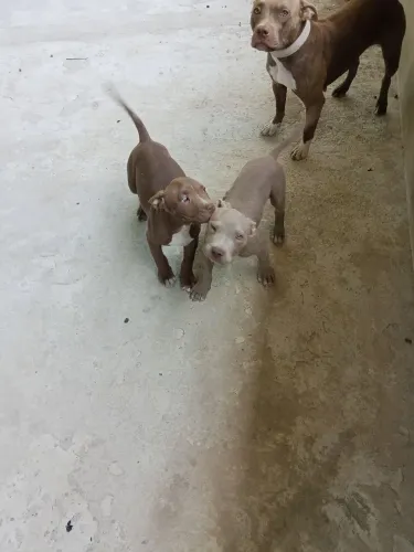 Filhote Pit Monster