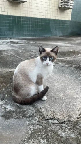 Gata filhote adoção 