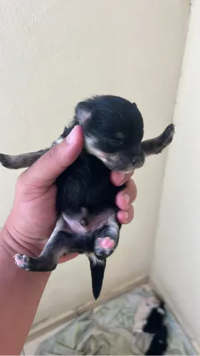 Cachorro