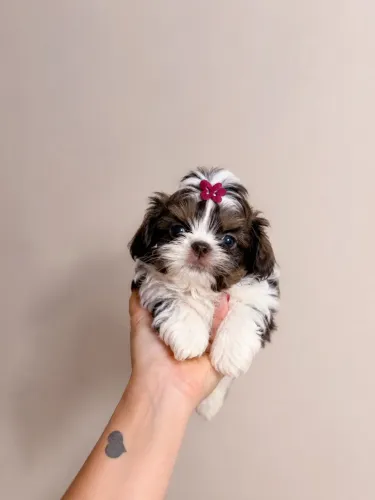 Filhote de Shihtzu micro fêmea disponível para entrega