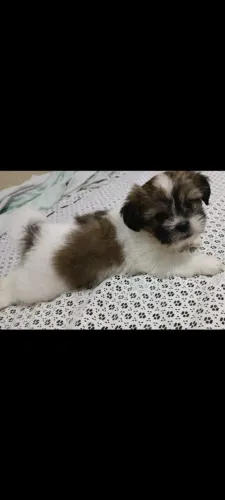 Shitzu Lhasa mini