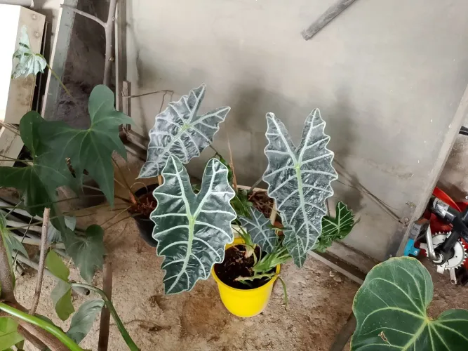 Alocasia amazônica 