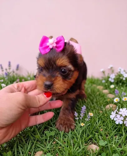 Yorkie miniatura com pelagem sedosa e temperamento dócil