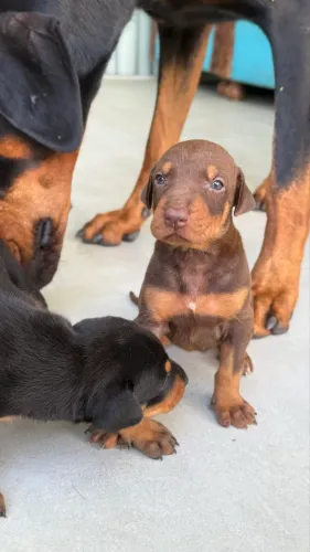 Filhotes de Doberman