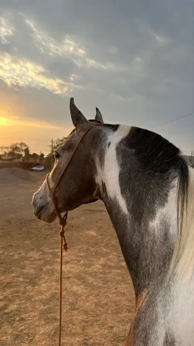 Cavalo Mangalarga 4 anos