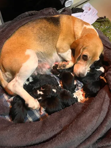 BEAGLE FILHOTE