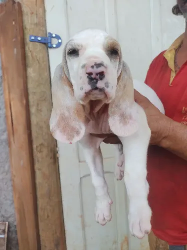 Filhotes de Foxhound (americano urrador) PUROS
