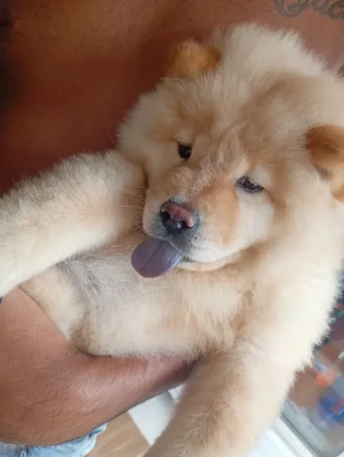 Fêmea Chow Chow 