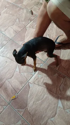 Vende-se pincher