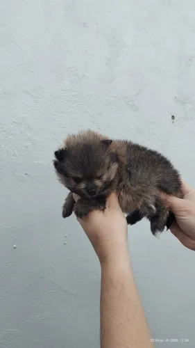 Spitz alemão muito pequena, não pesa nem 1 kilo