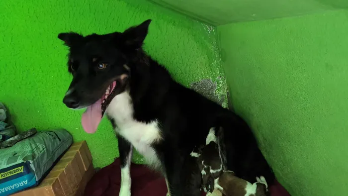 Lindos Filhotes Border collie 