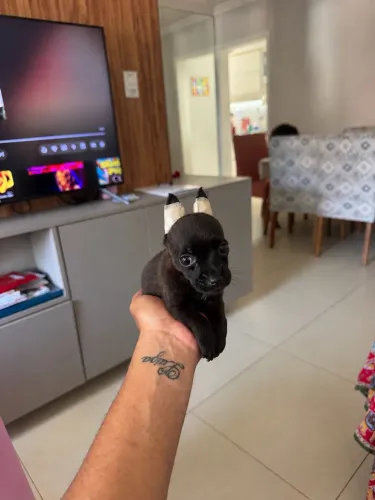 Pinscher Zero