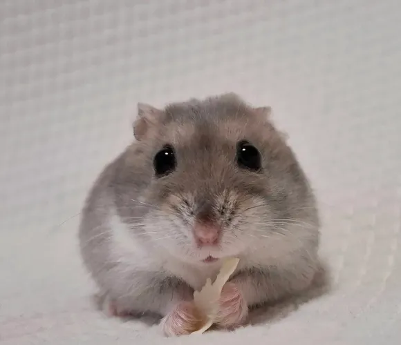 Hamster anão russo ( promoção)