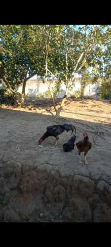 Galos indio