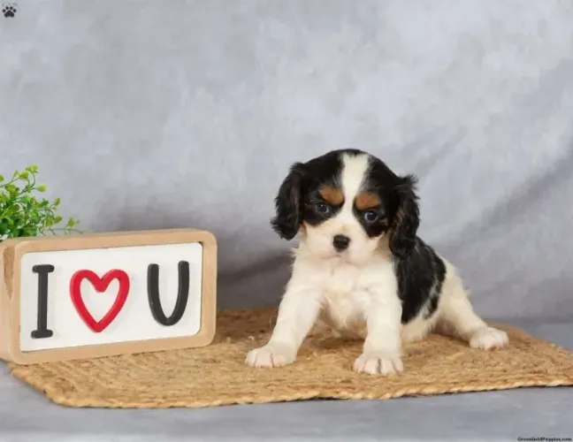 Cavalier King - Disponível Hoje - Confira