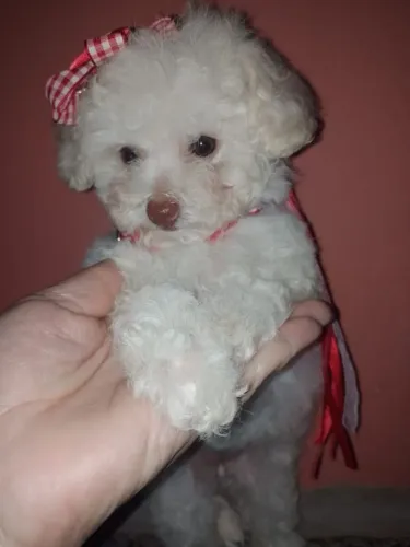 Vende-se Filhote de Poodle Fêmea