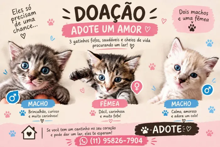 Gatinhos para doação!