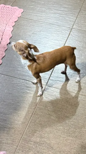 Filhote PINSCHER - Macho 