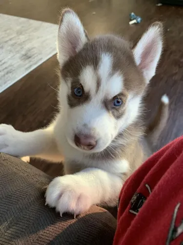Husky siberiano Beleza que impressiona, temperamento que encanta