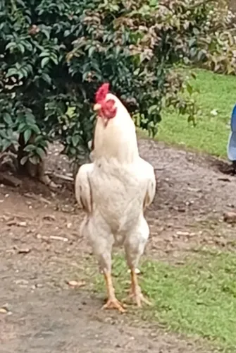 Galo
