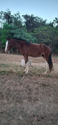 Potra mangalarga prenha de cavalo registrado